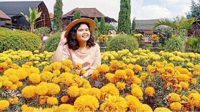 Teman Begonia : Keindahan Kebun Bunga di Lembang