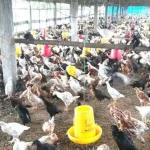 cara ternak ayam kampung